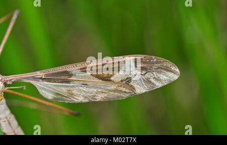 Flügel der riesigen Cranefly (Tipula maxima). Tipulidae, Sussex, UK Stockfoto