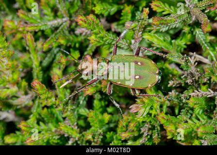 Getarnt Green Tiger Beetle (Cicindela campestris) in Heide Heide. Sussex, UK Stockfoto