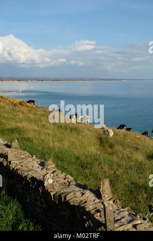 Weidenden Ziegen auf den Klippen der Halbinsel Cotentin in der Nähe von Barneville-Carteret. Normandie, Frankreich Stockfoto