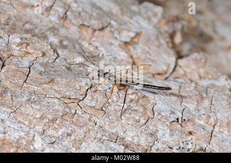 Männlicher Darwin Wasp Neoxorides nitens (Ichneumon) auf toter Eiche. Poemeniinae, Ichneumonidae, Sussex, Großbritannien. Neue Art für Großbritannien. Stockfoto