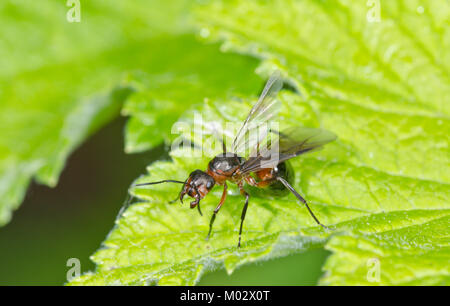 Aggressive Haltung der Königin südlichen Waldameise (Formica rufa). Sussex, UK Stockfoto