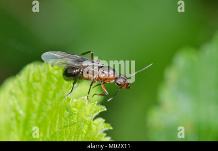 Königin der südlichen Waldameise (Formica rufa) über Flug zu nehmen. Sussex, UK Stockfoto