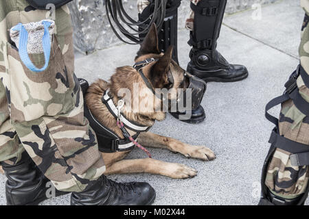 Militärisches Personal mit Sniffer Hund. Spanien Stockfoto