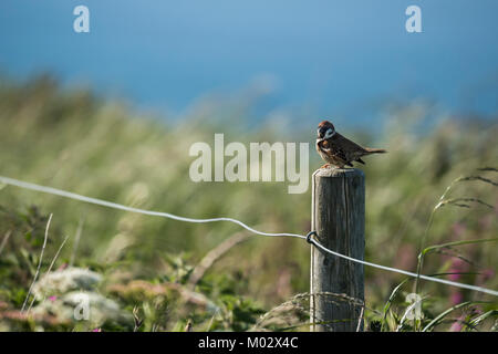 Single Tree sparrow auf Holz- zaunpfosten mit gewellten Gräsern & blue sea Hintergrund - Bempton Cliffs Naturschutzgebiet, Yorkshire, England, UK. Stockfoto