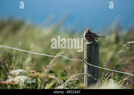 Single Tree sparrow auf Holz- zaunpfosten mit gewellten Gräsern & blue sea Hintergrund - Bempton Cliffs Naturschutzgebiet, Yorkshire, England, UK. Stockfoto