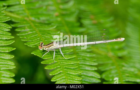 Weiß legged Damselfly (Platycnemis pennipes) Form lactea. Sussex, UK Stockfoto