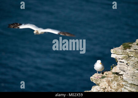 Gannett hochfliegende über blaue Meer Vergangenheit Silbermöwe auf felsigen Kreidefelsen Leiste - Bempton Cliffs RSPB Reservat, East Yorkshire, England, UK. Stockfoto