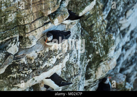 In der Nähe von kleinen niedlichen Seabird (papageitaucher) sitzen auf der Klippe nistplatz Gesicht, andere Vögel in der Nähe - Bempton Cliffs Nature Reserve, Yorkshire, England, Großbritannien Stockfoto