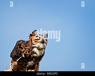 Südöstlichen TX USA - April 1, 2017 - Great Horned Owl mit geschlossenen Augen vor blauem Himmel Stockfoto