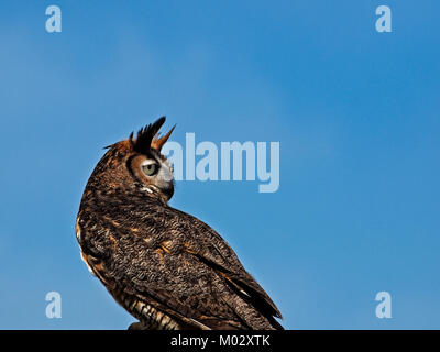 Südöstlichen TX USA - April 1, 2017 - Great Horned Owl rückwärts suchen Stockfoto