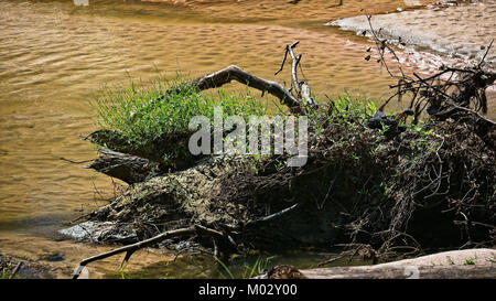 Feder TX USA - Okt. 17, 2017 - Baum in einem Bach nach der Flut im September 2017 gewaschen Stockfoto