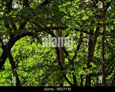 Feder TX USA - 28. März 2017 - Bäume und Grün im Wald Stockfoto