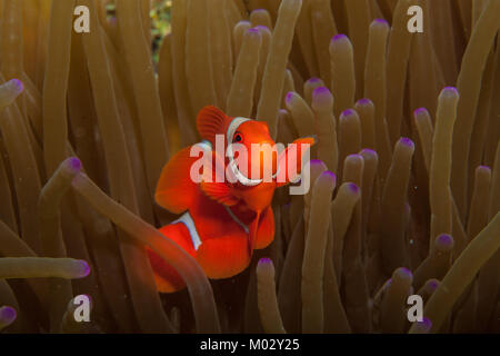 Schöne Anemonenfisch im Schutzgehäuse Anemone home Stockfoto