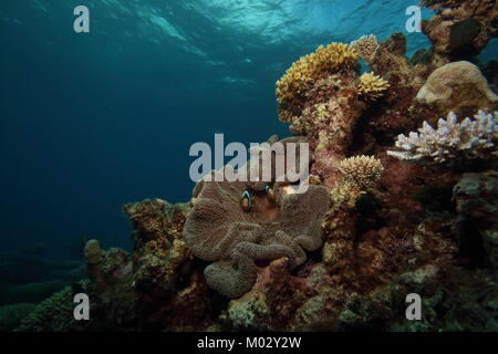 Schöne Anemonenfisch im Schutzgehäuse Anemone home Stockfoto