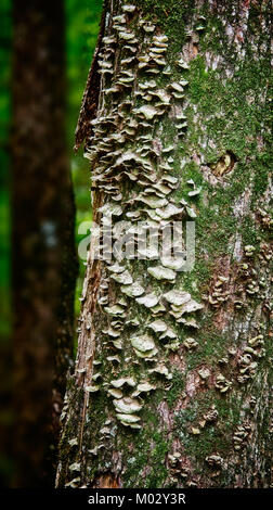 Feder TX USA - 28. März 2017 - Baum mit Moos und Pilze aus ihm wachsen. Stockfoto