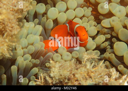 Schöne Orange Anemonenfisch im Schutzgehäuse Anemone home Stockfoto