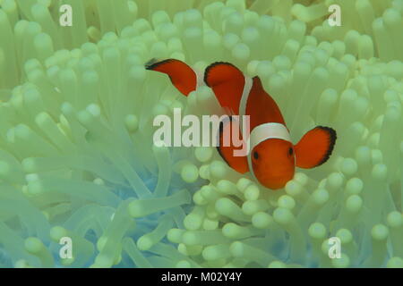 Schöne Anemonenfisch im Schutzgehäuse Anemone home Stockfoto