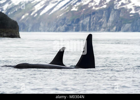 Zwei Killer Wale (Orca), Kamtschatka, Russland. Stockfoto