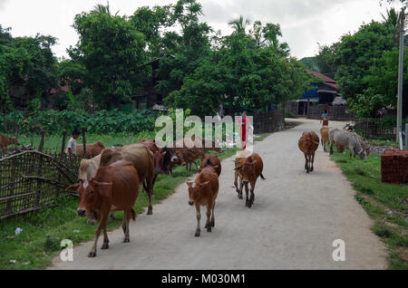 Mrauk-U, Rakhine State/Myanmar - 18. Oktober 2016: Vieh und lokale junge Leute auf einer Dorfstraße Stockfoto