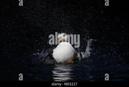 Gehörnte Papageitaucher nimmt eine Badewanne Stockfoto