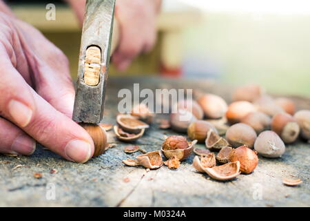 Man Risse Haselnüsse mit einem Hammer in den Hinterhof Stockfoto