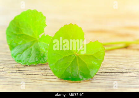 Natürliche Gotu-Kola Blätter auf Holz Hintergrund mit warmem Licht Ton. Stockfoto