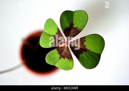 Lucky Four-leaf Clover in einem Topf vor weißem Hintergrund Stockfoto