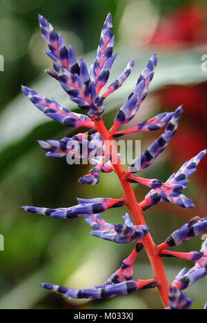 Aechmea del Mar - Bromelie Stockfoto