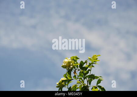 Orange Jasmin tropische Blume duftende Nacht blühen im Garten Stockfoto