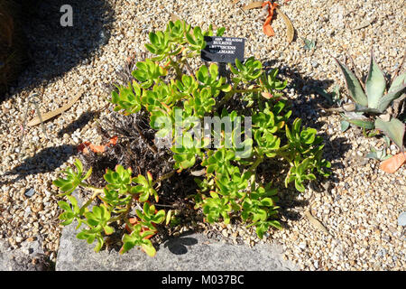 Bulbine frutescens "Markenzeichen" - San Francisco Botanischer Garten - DSC 09779 Stockfoto