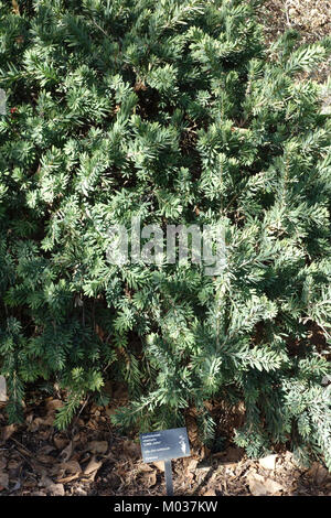 Callistemon viminalis "Little John" - Schiefen Kiefer Arboretum - DSC05791 Stockfoto