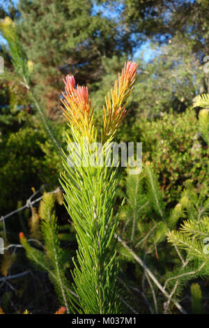 Calothamnus quadrifidus, allgemein bekannt als einseitige Flaschenbürste, ist eine einheimische australische Pflanze im San Luis Obispo Botanical Garden, bekannt für ihre charakteristischen roten Blumenhaufen. Stockfoto