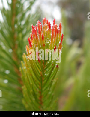 Calothamnus quadrifidus, auch bekannt als einseitiger Bottlebrush, ist eine in Australien heimische Pflanzenart, die für ihre einzigartige Blütenstruktur bekannt ist. Es ist Teil der UC Santa Cruz Arboretum Sammlung. Stockfoto
