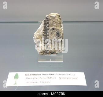 Das Fossil Calamostachys tuberculata, das im Botanischen Garten in Dresden ausgestellt wurde, stellt eine antike Art aus dem Pflanzenreich dar und bietet Einblicke in die Paläobotanik und das prähistorische Leben. Stockfoto