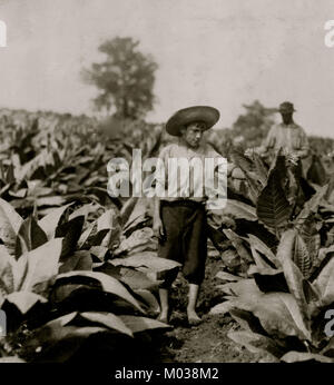 Topping Tabak. Roland Lowe, 13 Jahre alt im Feld mit zwei Brüdern. Stockfoto