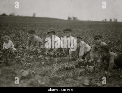 Kinder, die Arbeiten bei der Ernte der Zuckerrüben Stockfoto