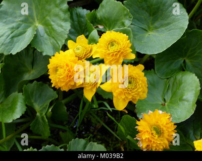 Caltha palustris L. „Multiplex“ ist eine Sorte der Sumpfblume, die für ihre Doppelblüten bekannt ist. Diese mehrjährige Pflanze gedeiht in Feuchtgebieten und produziert im Frühjahr gelbe Blüten. Sie wird häufig in Ziergärten und Wasserspielen aufgrund ihrer attraktiven, lebendigen Blumen verwendet. Stockfoto