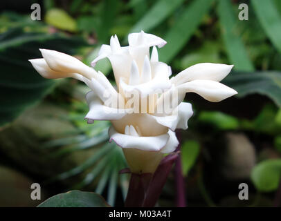 Calathea warscewiczii, eine Pflanzenart am Conservatory of Flowers in San Francisco, ist bekannt für ihr markantes Laub und ihre lebendigen Farben. Diese Pflanze ist Teil der vielfältigen Sammlung tropischer Pflanzen, die in den Ausstellungen des Wintergartens zu finden sind. Stockfoto