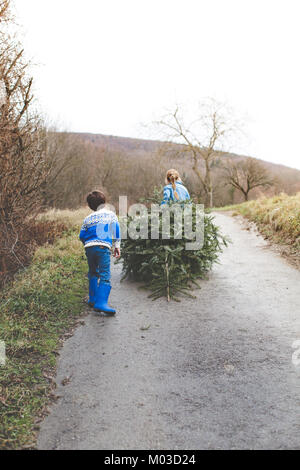 Bruder und Schwester sind, ziehen Sie einen alten Weihnachtsbaum für Knut im Januar Stockfoto