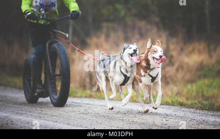Deutschland, Oberndorf, Geslau - NOVEMBER 5, 2016: Schlittenhunde Ziehen der Roller mit Fett Tiires, Mushing Off Snow Cross Country Rennen in schlechtem Wetter (Nois Stockfoto