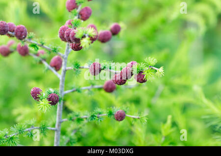 Junge Kegel aus Nadelholz im Frühjahr im Garten Stockfoto