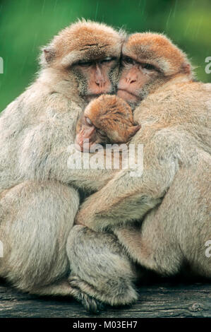 Barbary Affen mit Jungen im Regen-/(Macaca sylvanus, Macaca sylvana) | Berberaffen mit Jungtier/(Macaca sylvanus, Macaca sylvana) Stockfoto