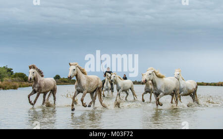 Weiße Camargue Pferde galoppieren. Reiter auf dem weißen Pferde der Camargue durch Wasser galoppieren. Parc Regional de Camargue. Frankreich Stockfoto