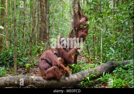 Orang-utans in einen natürlichen Lebensraum. Bornesischen Orang-utan (Pongo pygmaeus wurmbii) in der wilden Natur. Tropischer Regenwald von Borneo. Indonesien Stockfoto