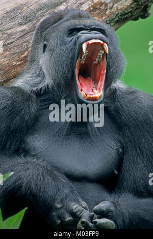 Westlicher Flachlandgorilla, Silverback Gähnen/(Gorilla gorilla Gorilla) | Westlicher Flachlandgorilla, Silberruecken Stockfoto