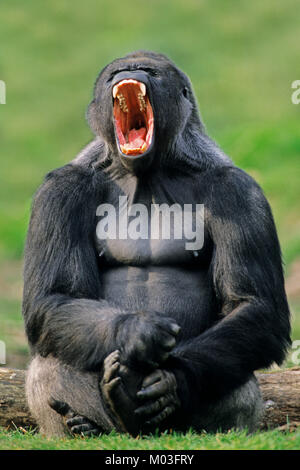 Westlicher Flachlandgorilla, Silverback Gähnen/(Gorilla gorilla Gorilla) | Westlicher Flachlandgorilla, Silberruecken Stockfoto