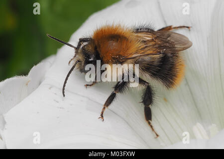 Gemeinsame Carder Biene (Bombus pascuorum) erkunden Sie eine Blume. Cahir, Tipperary, Irland. Stockfoto
