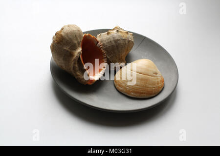 Drei Muscheln auf grauem Beton Platte isoliert Stockfoto