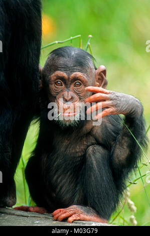 Junge Schimpansen (Pan troglodytes) | Schimpanse, Jungtier/(Pan troglodytes) Stockfoto