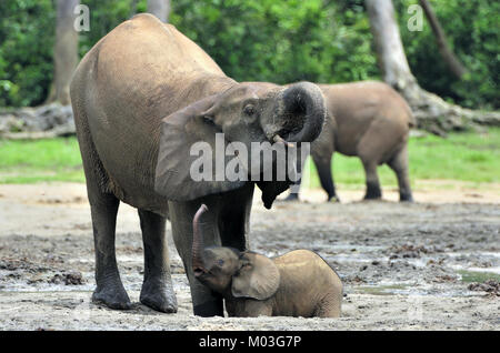 Der Elefant Kalb und elefantenkuh der Afrikanischen Wald Elefant, Loxodonta africana cyclotis. Auf der Dzanga Kochsalzlösung (eine Lichtung) Zentralafrikanische Stockfoto